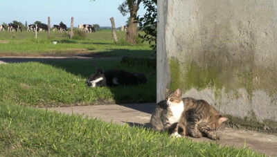 岩合光昭，猫，喵喵，ねこ，农场里的猫，奶牛，喝牛奶，还有牧羊犬？