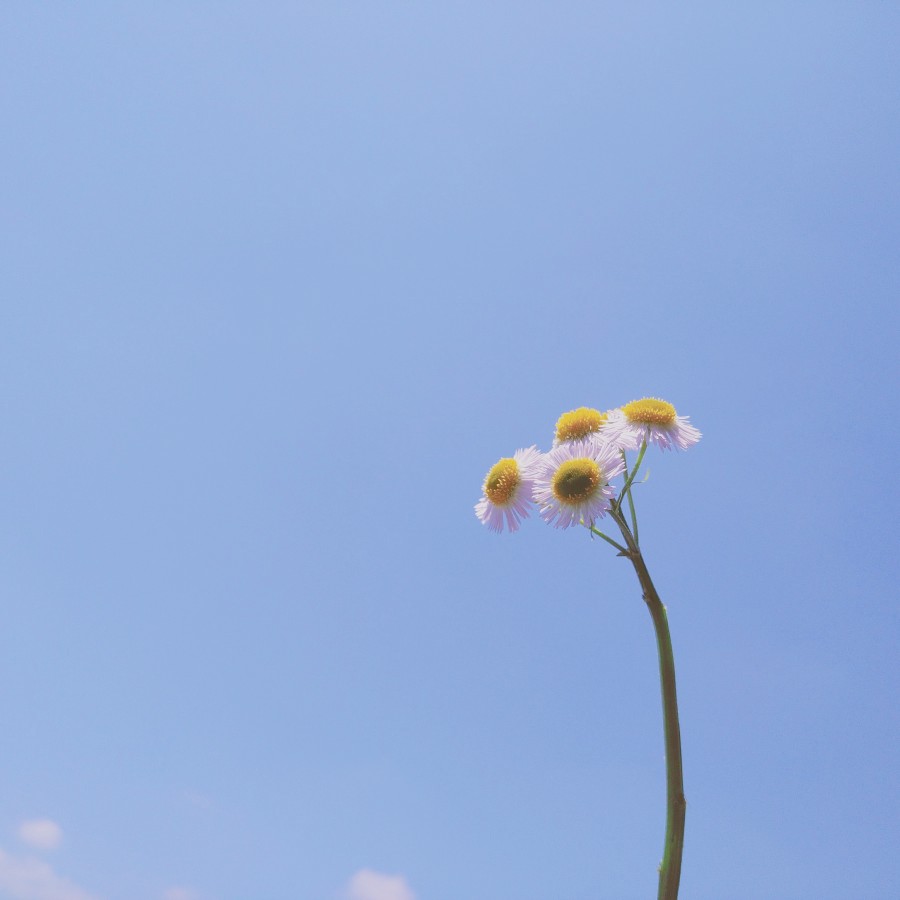 今天的天空和花也很搭