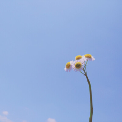 今天的天空和花也很搭