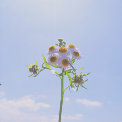 今天的天空和花也很搭