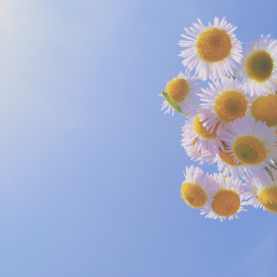 今天的天空和花也很搭