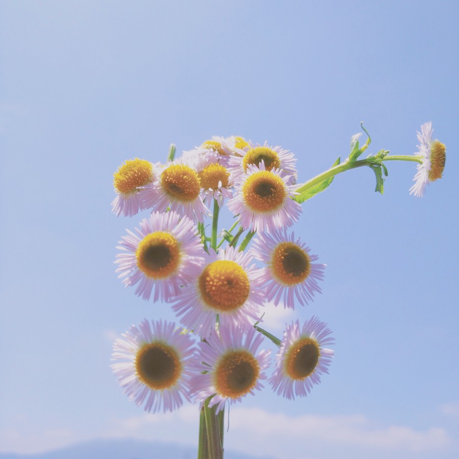 今天的天空和花也很搭