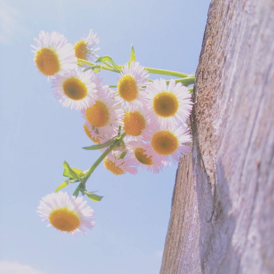 今天的天空和花也很搭