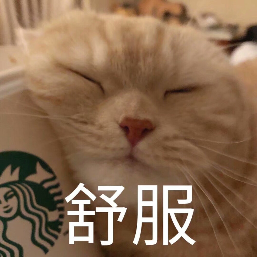 猫猫表情包