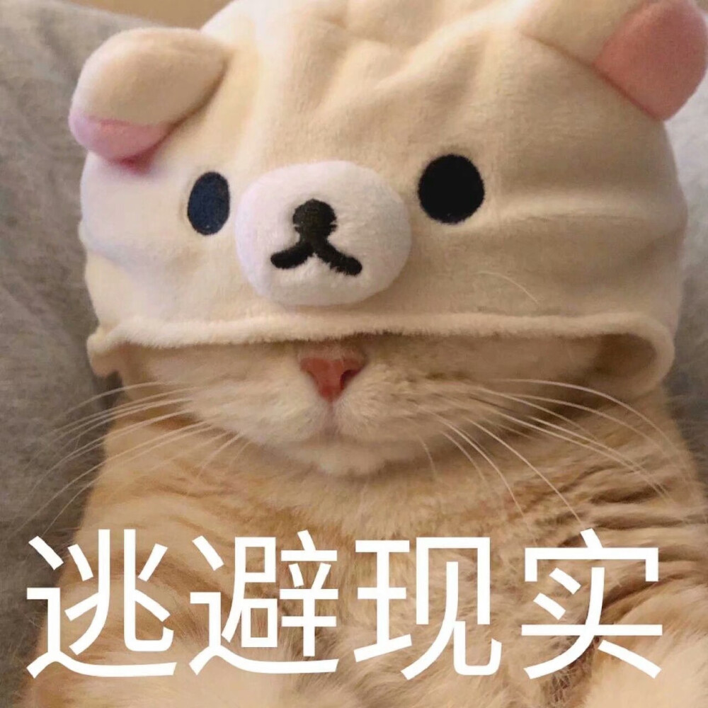 猫猫表情包