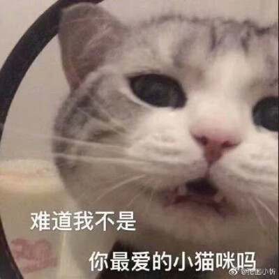 猫猫表情包