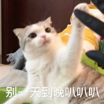 猫猫表情包