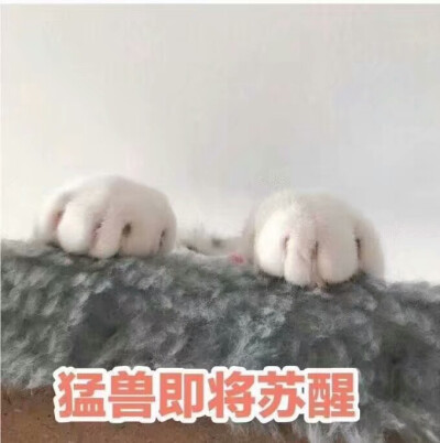 猫猫表情包