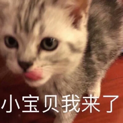 猫猫表情包