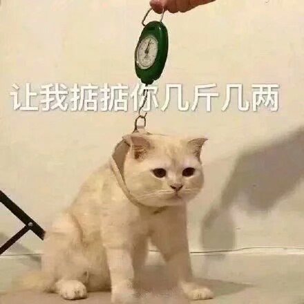 猫猫表情包