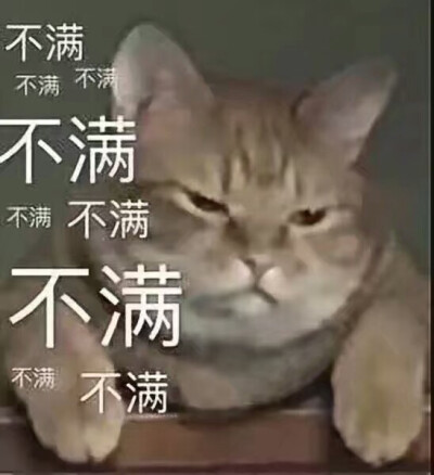 猫猫表情包