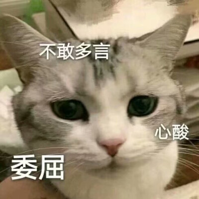 猫猫表情包