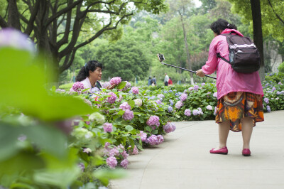 绣球花开，借绣球花语，祈祷希望、美满、团圆