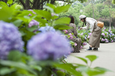 绣球花开，借绣球花语，祈祷希望、美满、团圆