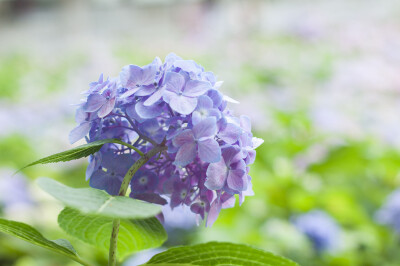 绣球花开，借绣球花语，祈祷希望、美满、团圆