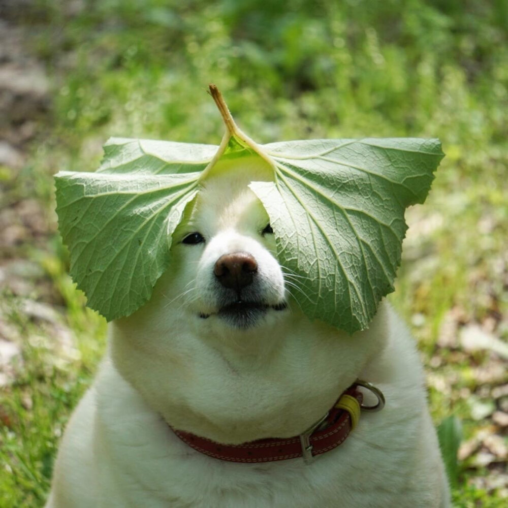绿色菜狗头像图片