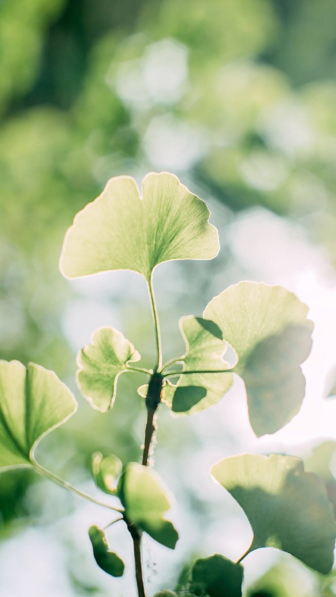 希望这个夏天可以凉爽一点（壁纸 背景图 高清 简约 夏季 锁屏 电脑 手机 小清新 无印 ）