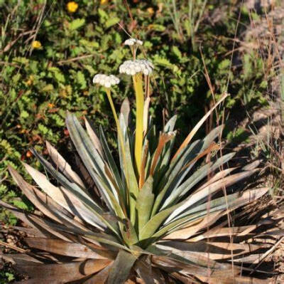  蓬谷精属(食虫谷精属)的Paepalanthus bromelioides