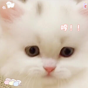 猫咪表情包