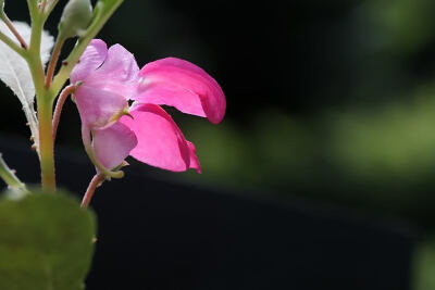 凤仙花；不要靠近我