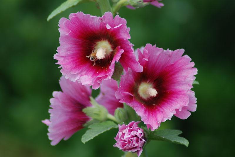 蜀葵花；温和、梦。