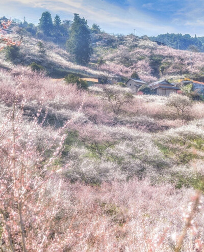 花开花谢花漫天