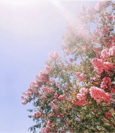 花开花谢花漫天