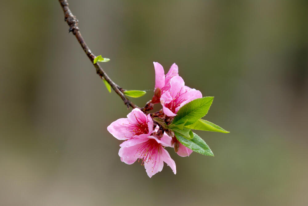 桃花；繁荣