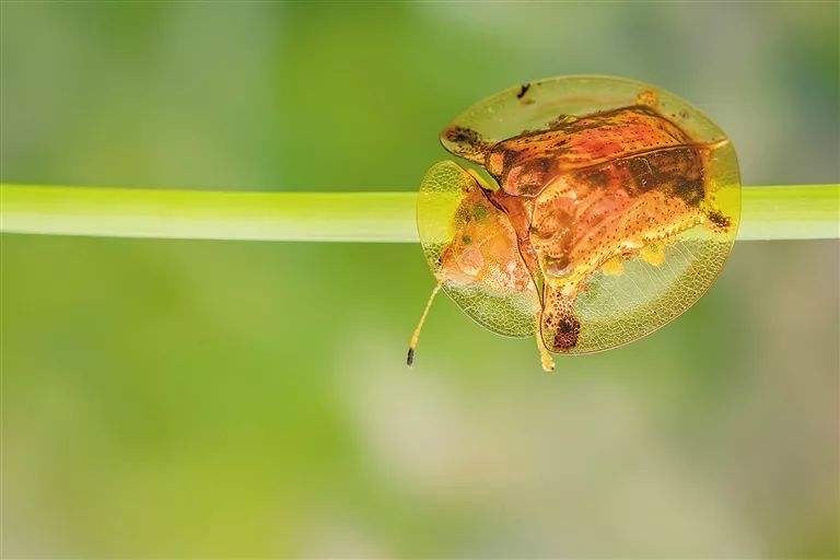 黄金龟甲虫好好看