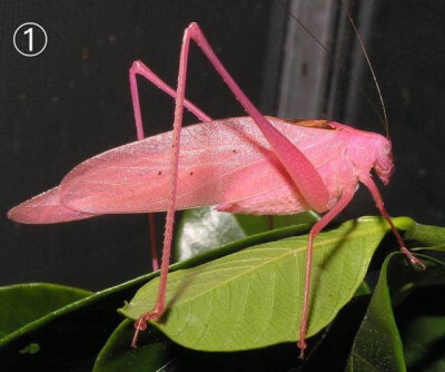 一组粉色：
①粉红螽斯 Pink Katydid
②兰花螳螂 Pink Orchid Mantis
③粉叶甲虫 Pink Leaf Beetle
④粉红蚱蜢 Pink Grasshopper
⑤粉色盾椿象 Pink shield bug
⑥花蟹蜘蛛 Crab Spider
⑦跳甲 Flea Beetle
⑧巴西粉…