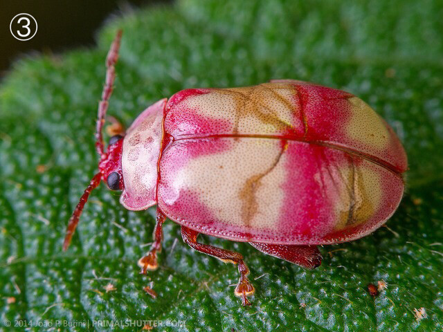 一组粉色：
①粉红螽斯 Pink Katydid
②兰花螳螂 Pink Orchid Mantis
③粉叶甲虫 Pink Leaf Beetle
④粉红蚱蜢 Pink Grasshopper
⑤粉色盾椿象 Pink shield bug
⑥花蟹蜘蛛 Crab Spider
⑦跳甲 Flea Beetle
⑧巴西粉色鸟蛛 Brazilian Pinkbloom
Tarantula