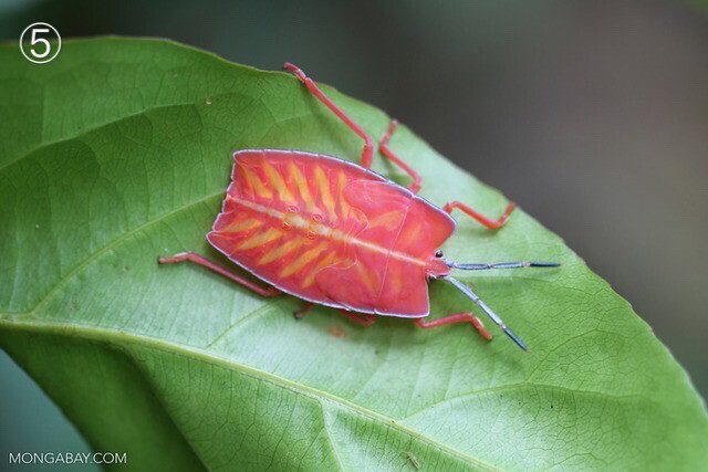 一組粉色: ①粉紅螽斯 pink katydid ②蘭花螳螂 pink orchid mantis