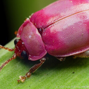 一组粉色:①粉红螽斯 pink katydid ②兰… - 高清图片,堆糖,美图壁纸