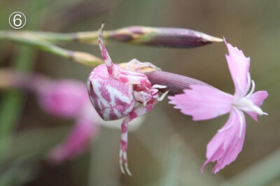 一组粉色：
①粉红螽斯 Pink Katydid
②兰花螳螂 Pink Orchid Mantis
③粉叶甲虫 Pink Leaf Beetle
④粉红蚱蜢 Pink Grasshopper
⑤粉色盾椿象 Pink shield bug
⑥花蟹蜘蛛 Crab Spider
⑦跳甲 Flea Beetle
⑧巴西粉…