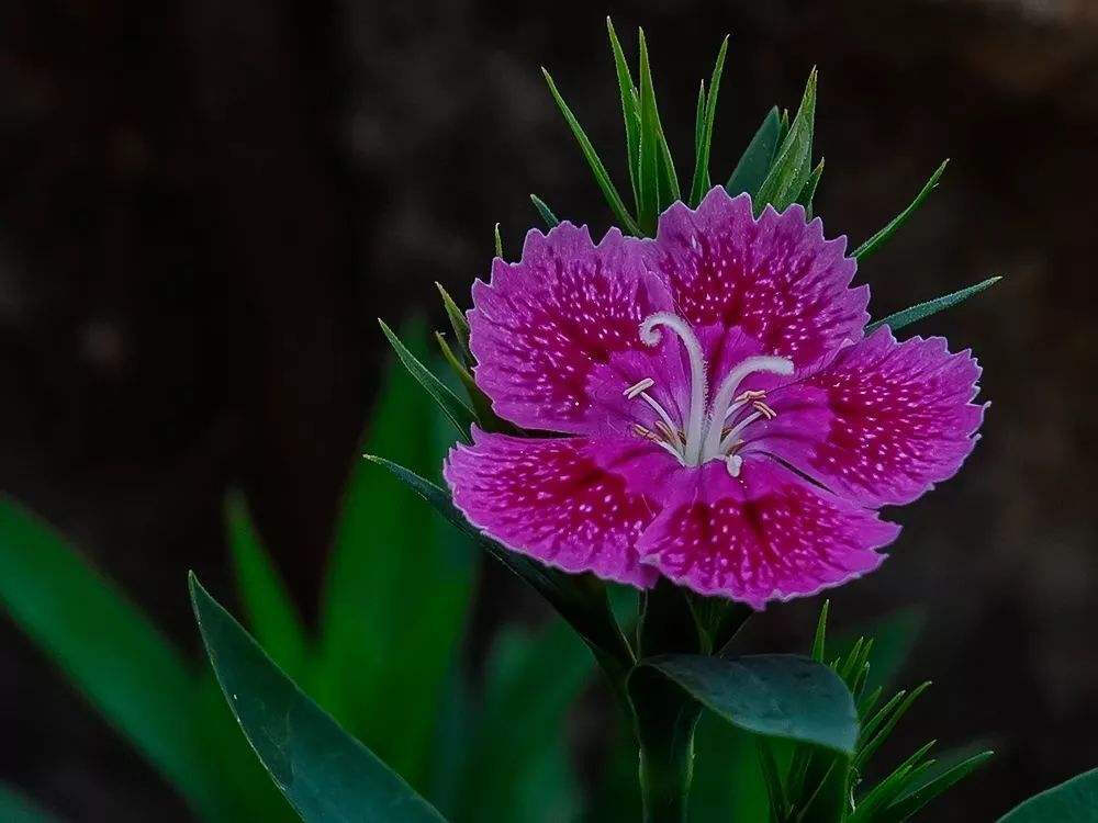 石竹花；纯洁的爱、母爱、女性美。