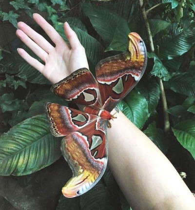 皇蛾、乌桕大蚕蛾（学名：Attacus atlas）是鳞翅目大（天）蚕蛾科的一种大型蛾类，也是世界最大的蛾类