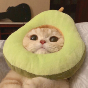 单人头像