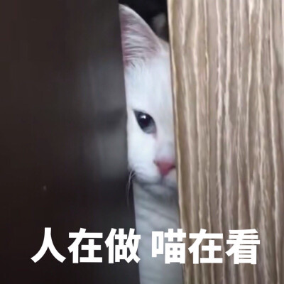 猫咪表情包，猫咪头像，猫咪表情包头像