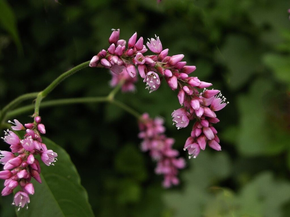 蓼草花