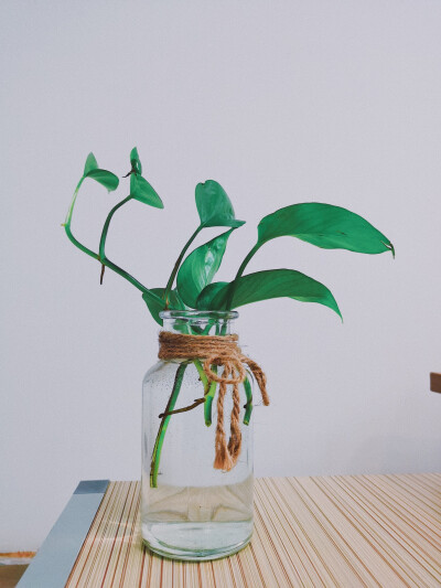 风景 壁纸 头像 聊天壁纸 背景墙 可二改