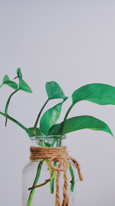 风景 壁纸 头像 聊天壁纸 背景墙 可二改