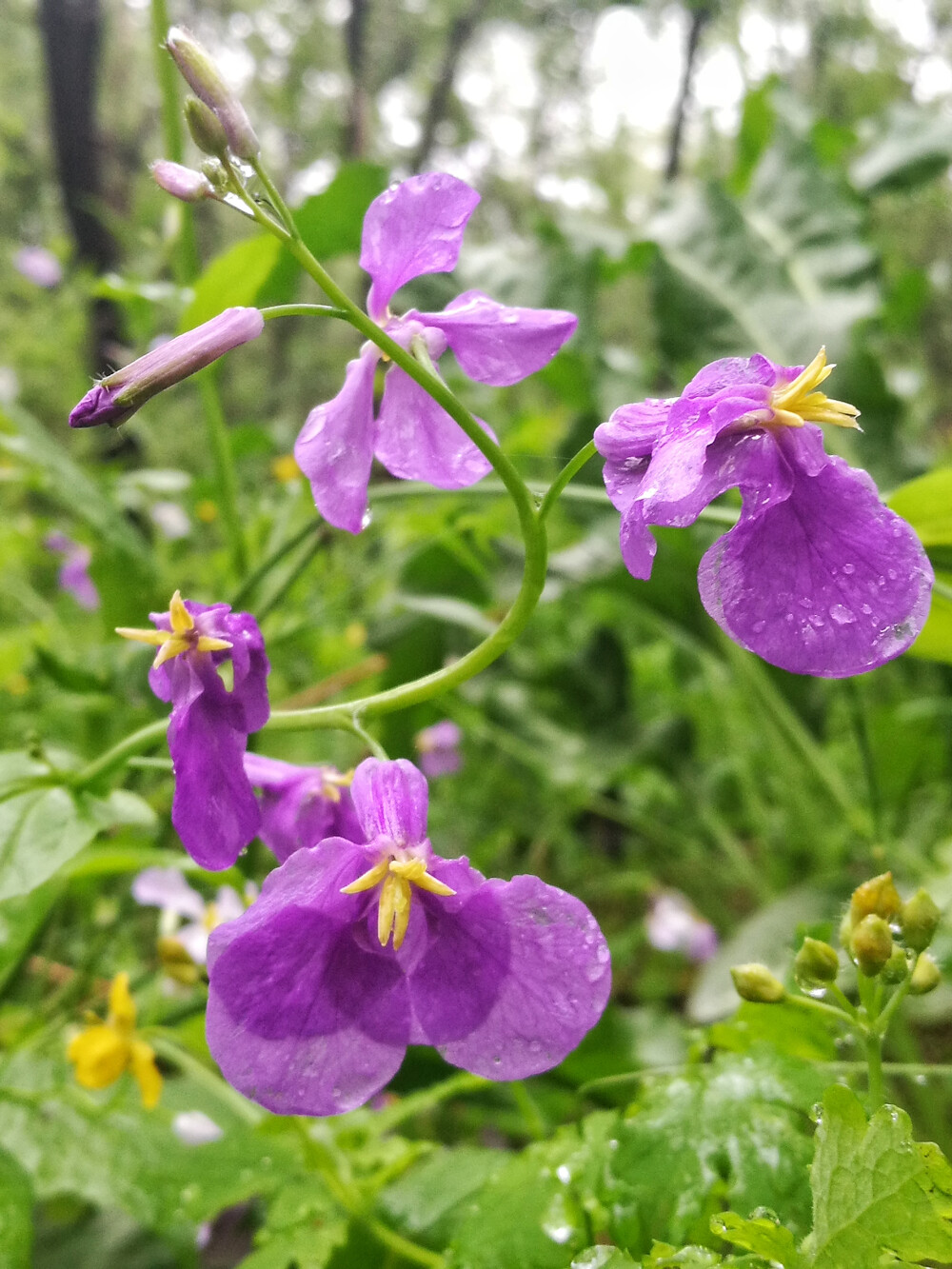 雨中二月兰