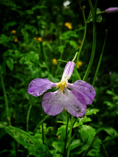 雨中二月兰