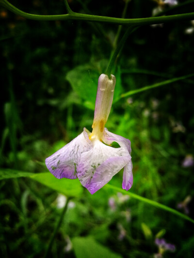 雨中二月兰