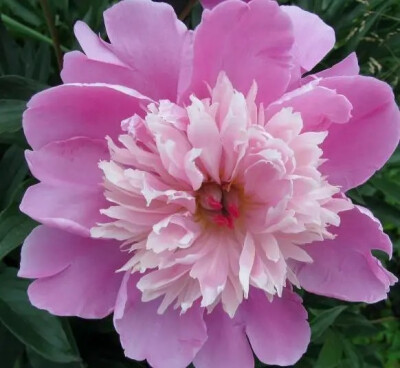 牡丹花开 天下无花