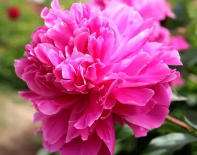 牡丹花开 天下无花