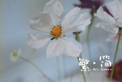 格桑花