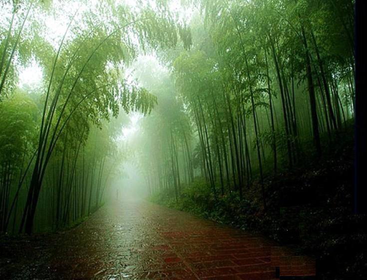 夜来风雨声
花落知多少