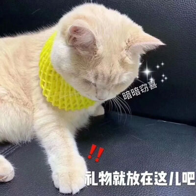 可爱猫咪 六一儿童节表情包