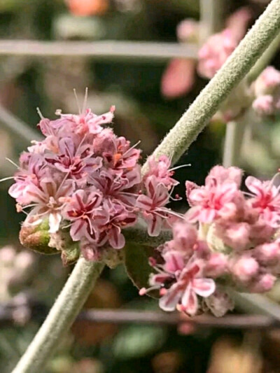 苞蓼属 Eriogonum fasciculatum 加州野荞麦